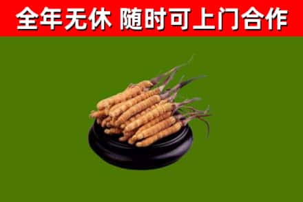 黄州烟酒回收冬虫夏草.jpg